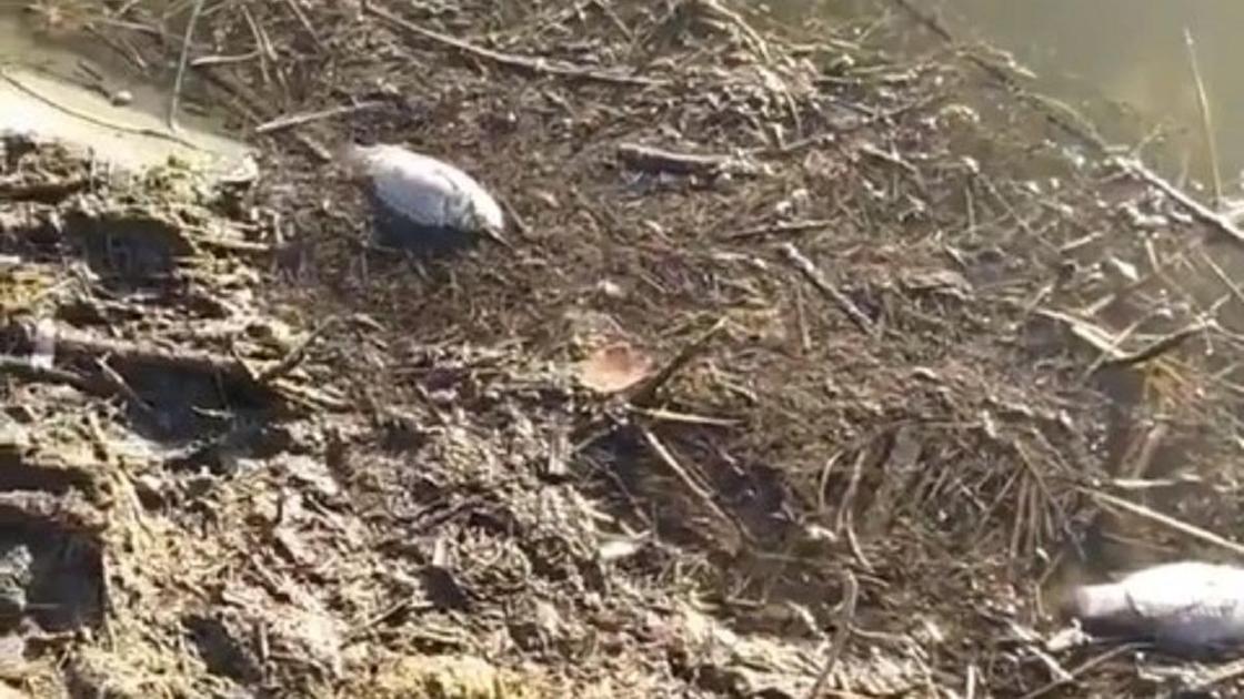 мертвая рыба лежит на берегу загрязненного озера мертвая рыба лежит на берегу загрязненного озера