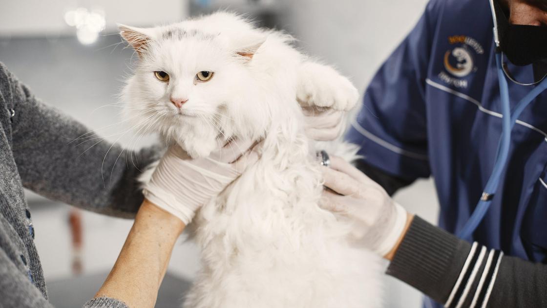 Ветеринар держит кота в руках