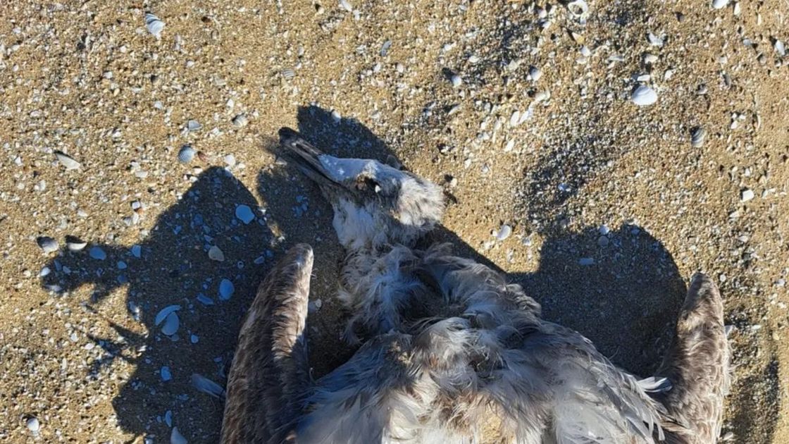 Тушка мертвой птицы