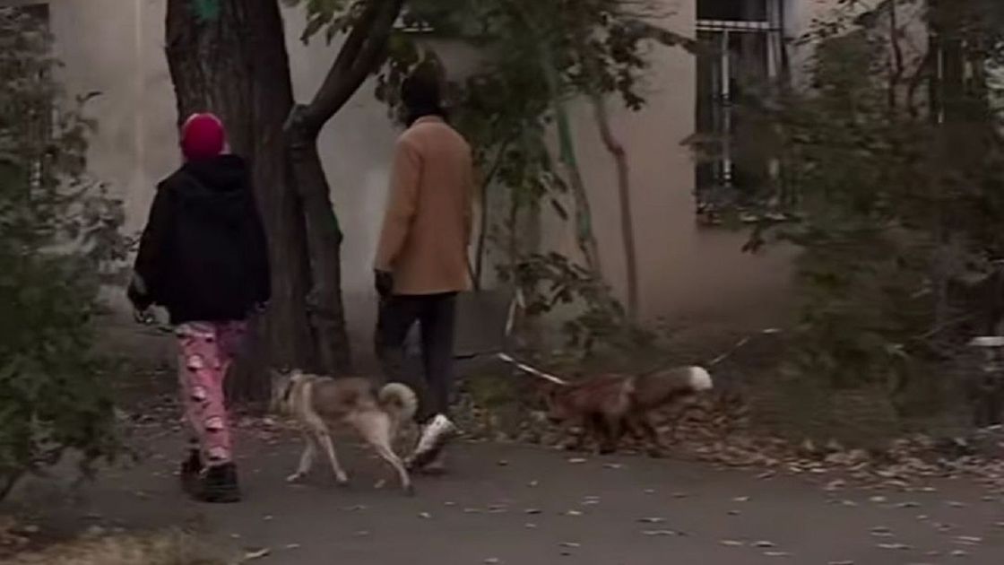 Парень с лисой