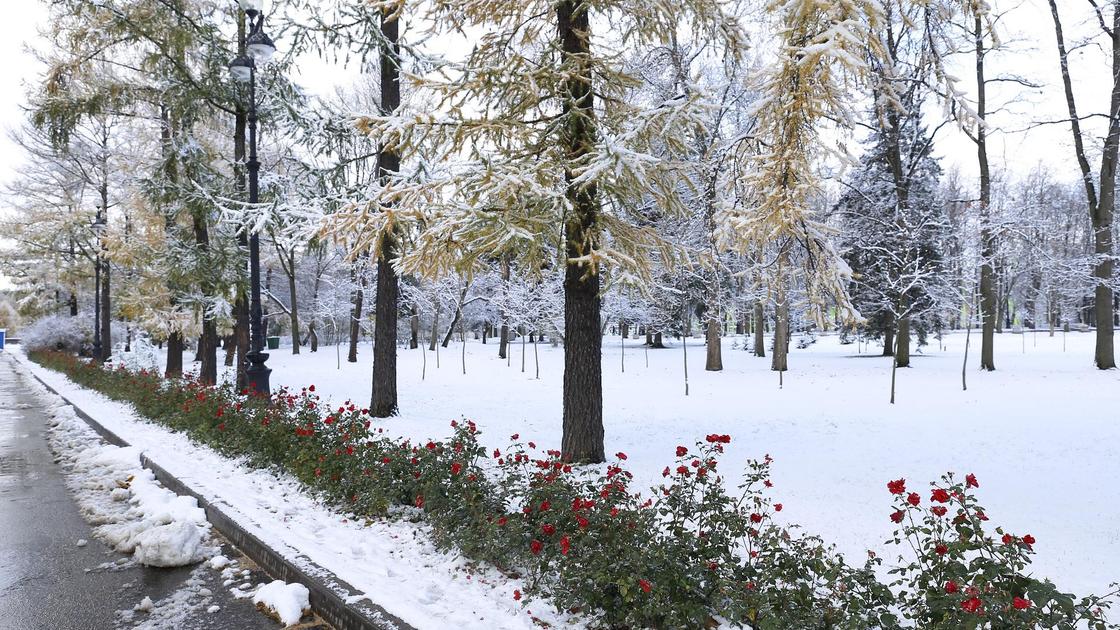 деревья в парке засыпало снегом