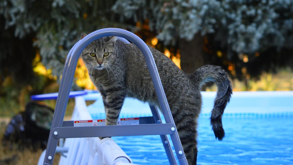Кот стоит на ступеньках бассейна