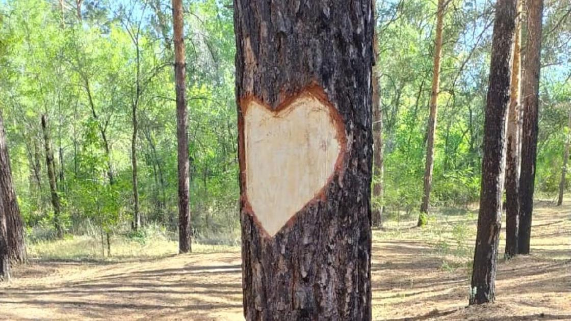 Сердце вырезано на дереве