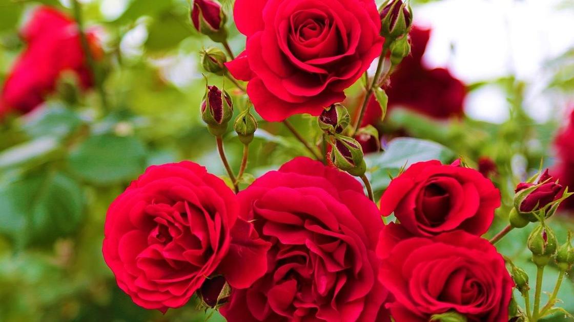 Красные розы в соцветии