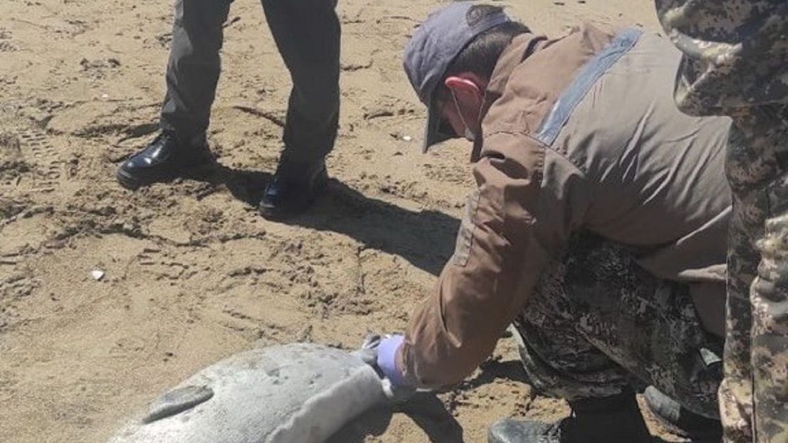 Выброшенные тюлени