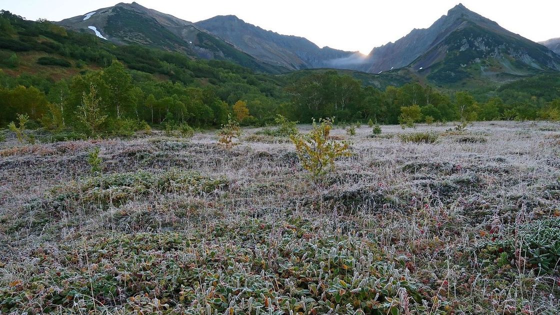 Көктемгі үсік