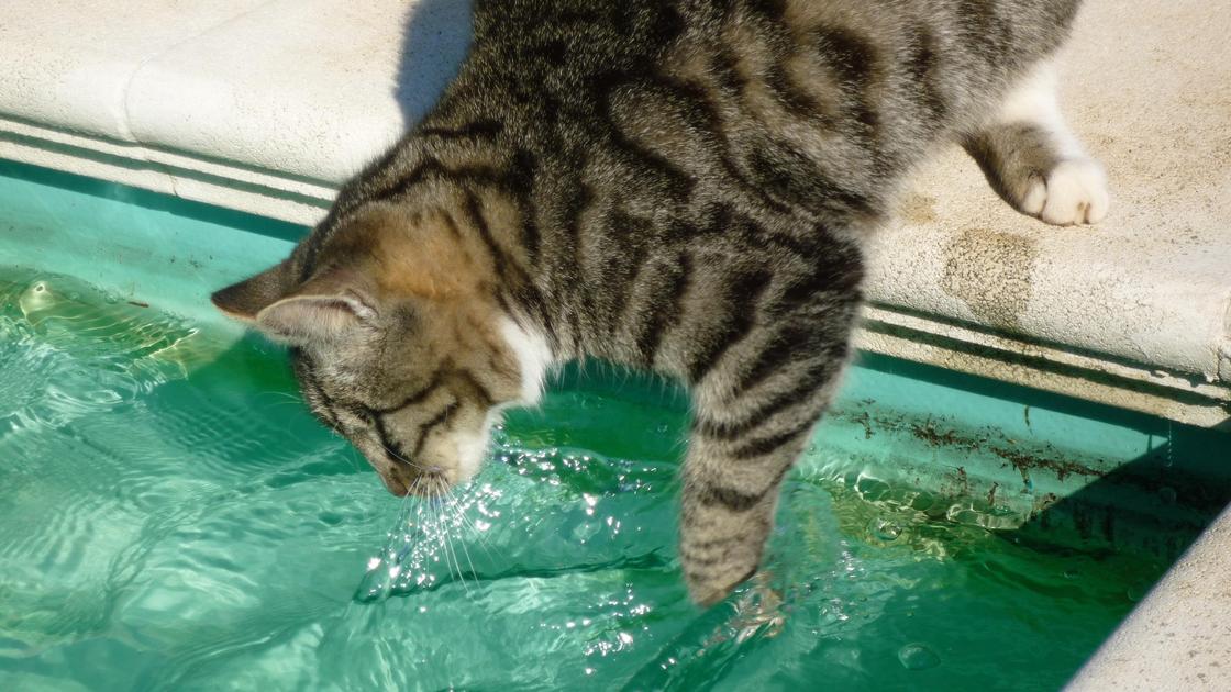 Боязнь воды у кота
