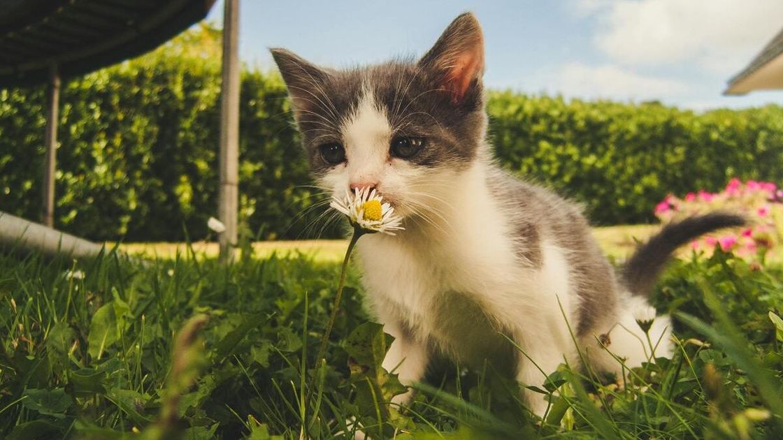 Котенок на улице нюхает цветок