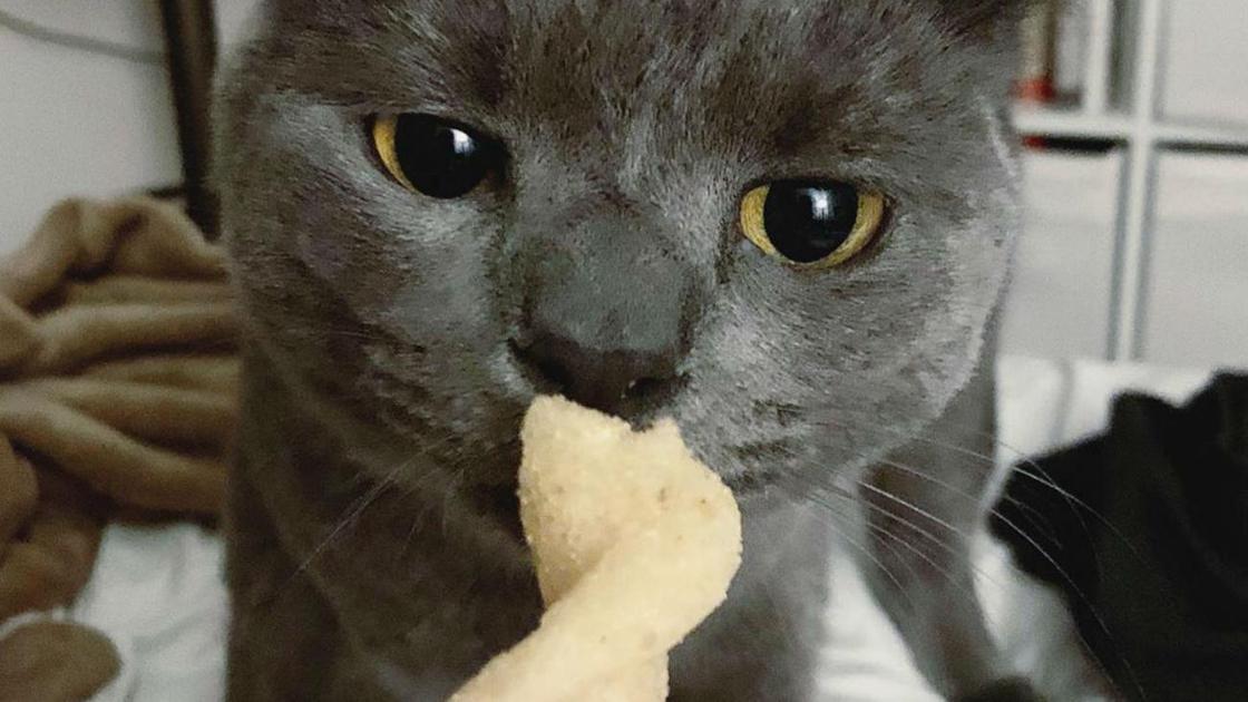 Кот Гленн Кот Гленн