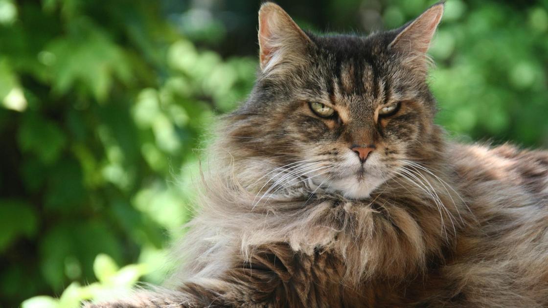 Как поживает мейн-кун Кефир? Огромный кот из России продолжает покорять зарубежную прессу