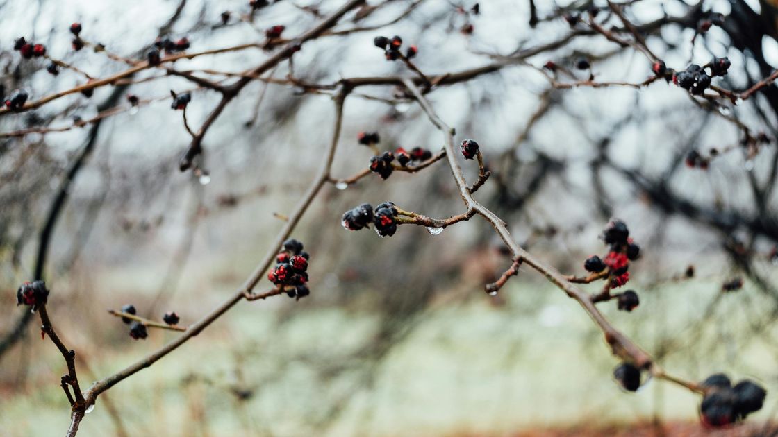 жауын-шашын