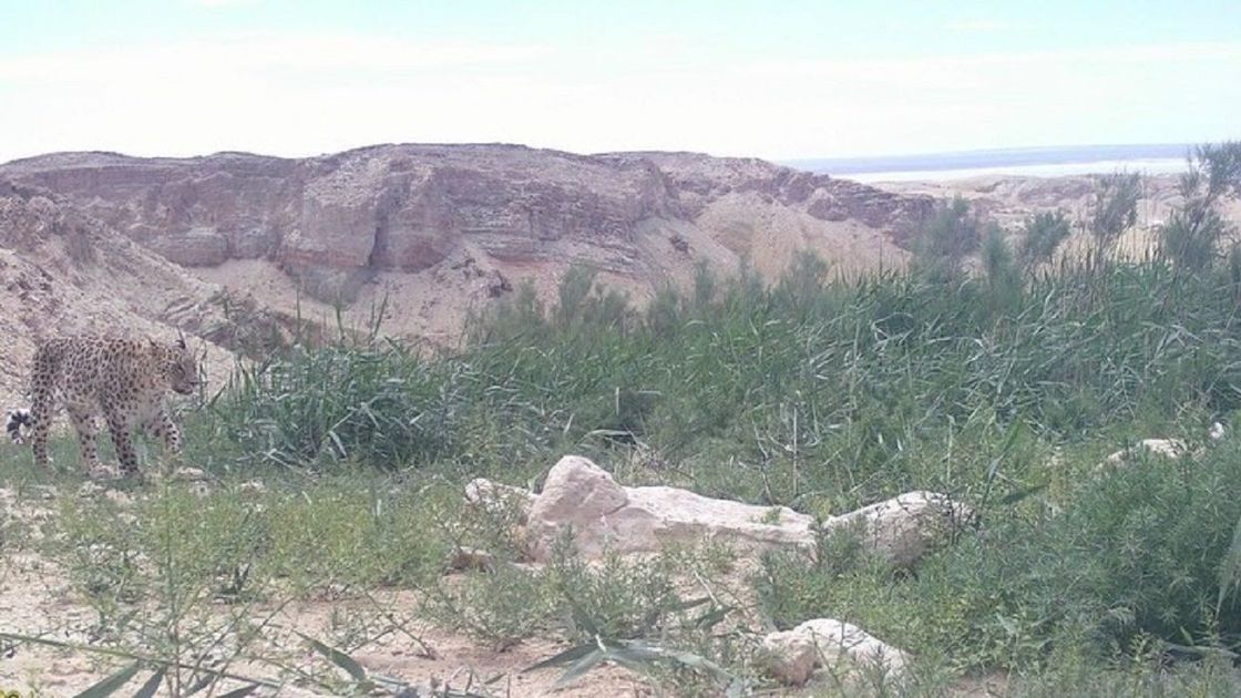 Леопард попал в фотоловушку