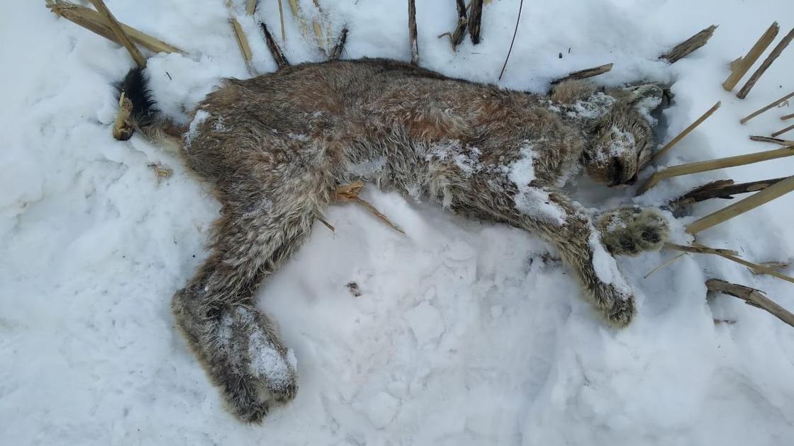 Мертвая рысь в Павлодарской области
