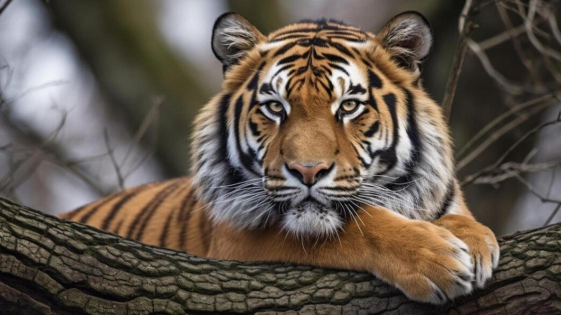 Тигр сидит на ветке
