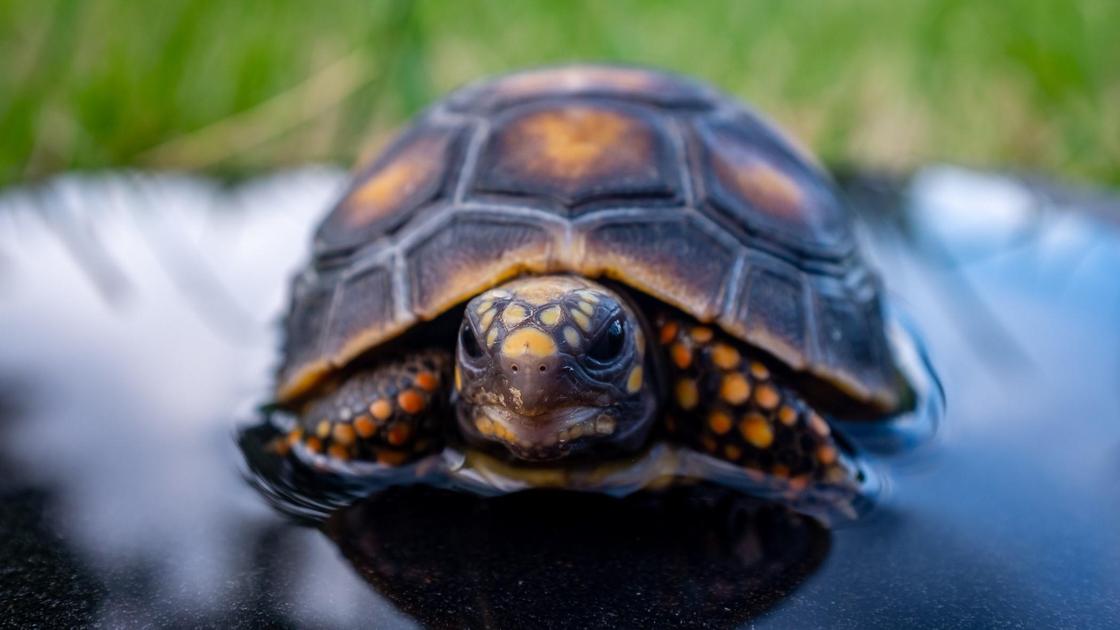 Сколько живут черепахи и как за ними ухаживать в домашних условиях