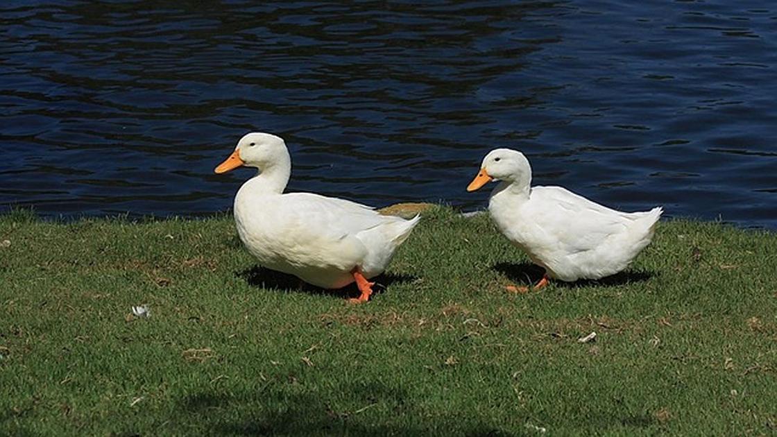 Домашние утки