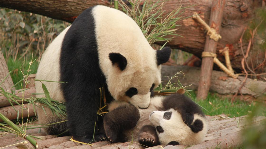 Панда и детеныш