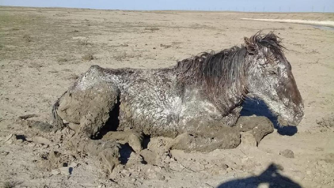 лошадь лежит в грязи