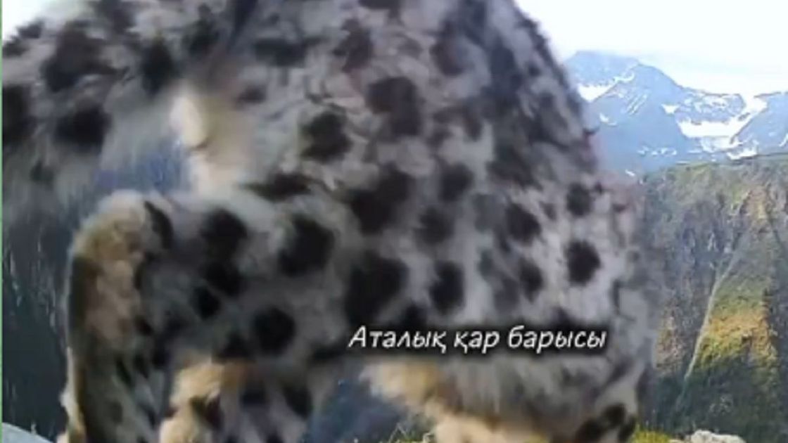 Снежный барс