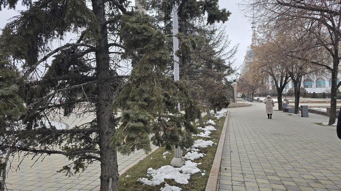 Ели на площади