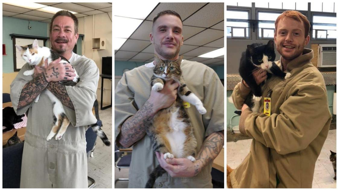 американские заключенные с кошками