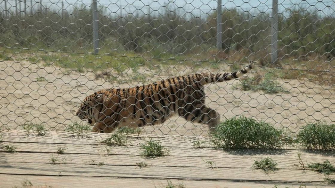 Ресейден жеткізілген амур жолбарысы