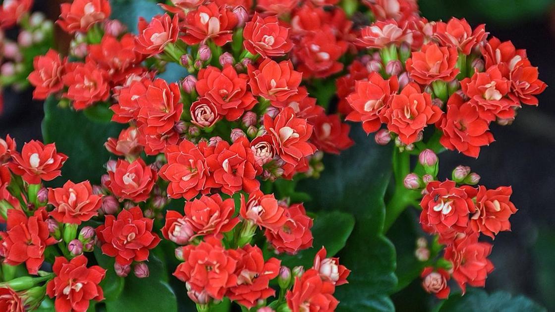 Каланхоэ Каландива: красивое и неприхотливое в уходе растение с длительным периодом цветения