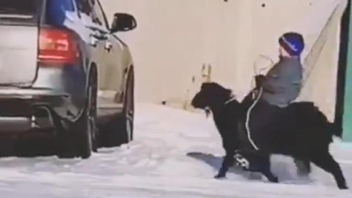 Дети оседлали козлов в Павлодарской области