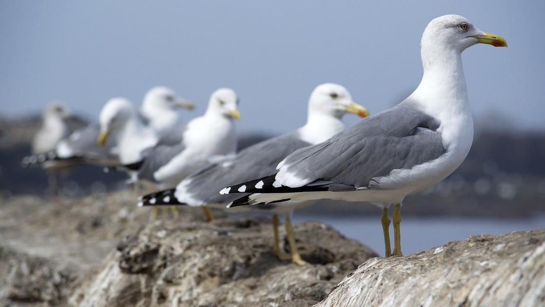 Чайки стоят в ряд на камнях