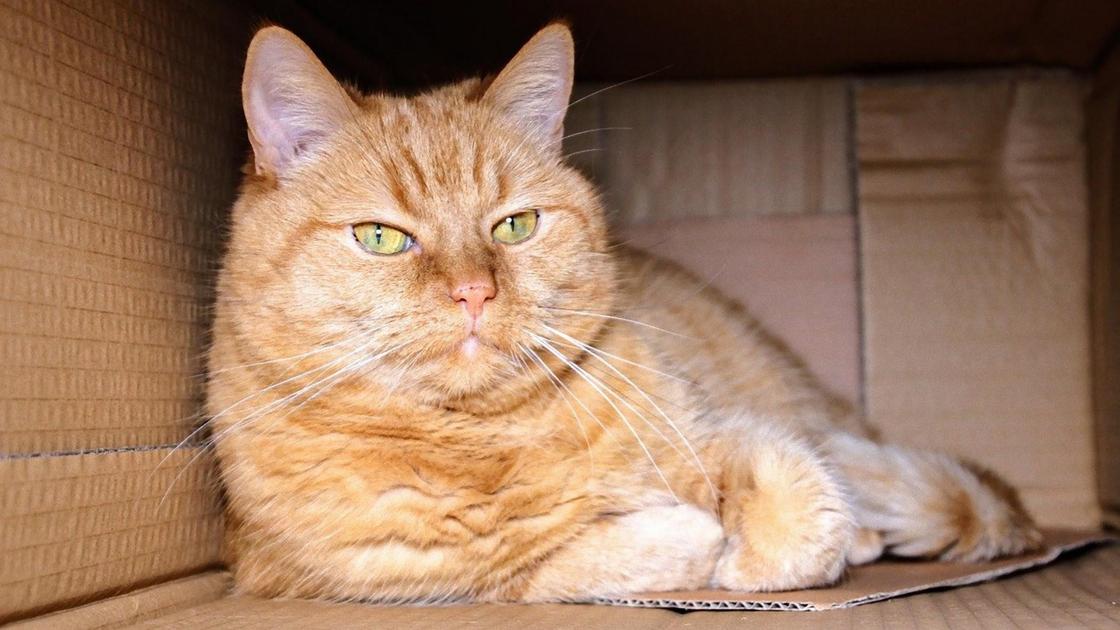 Рыжий кот в картонной коробке