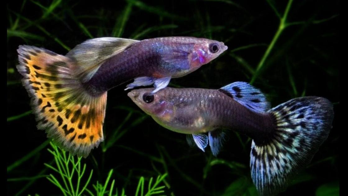Реферат: Разведение и содержание аквариумных рыб с элементами исследования