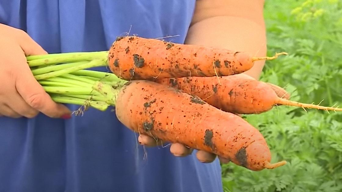 Морковь в руках