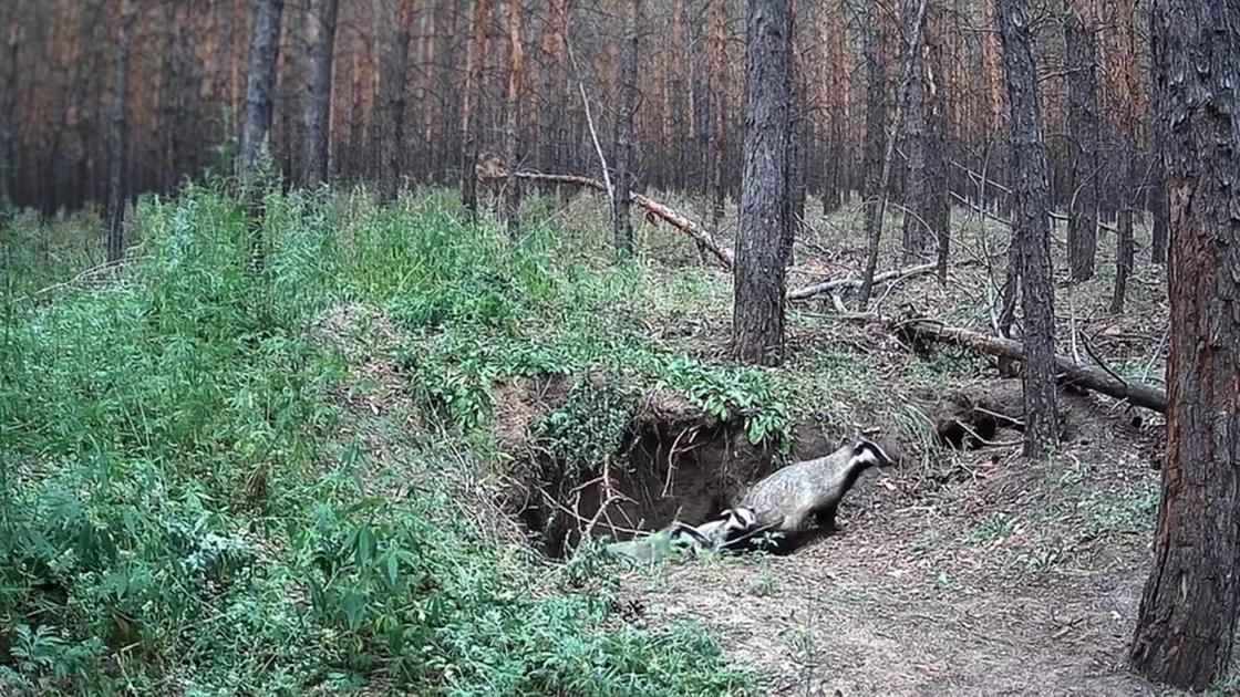 фототұзаққа ілінген борсықтар