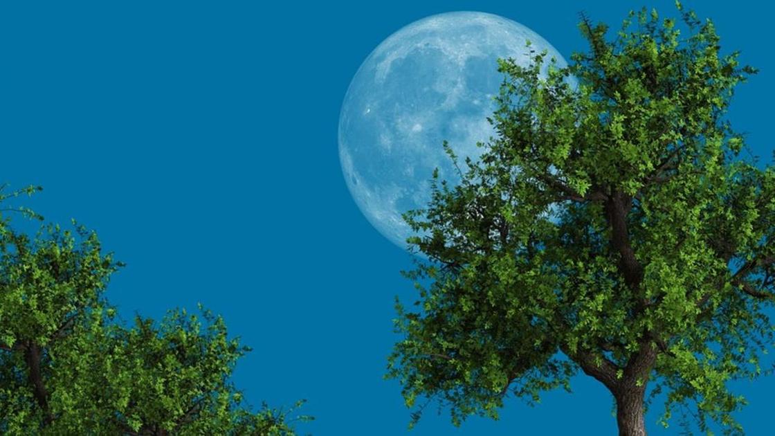 Луна и дерево Луна и дерево