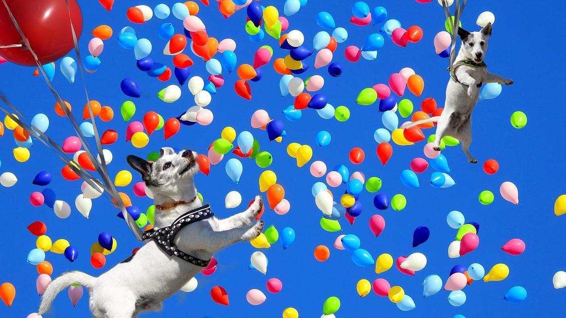 собаки и воздушные шарики