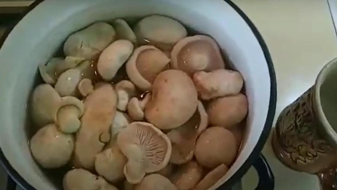 варка грибов