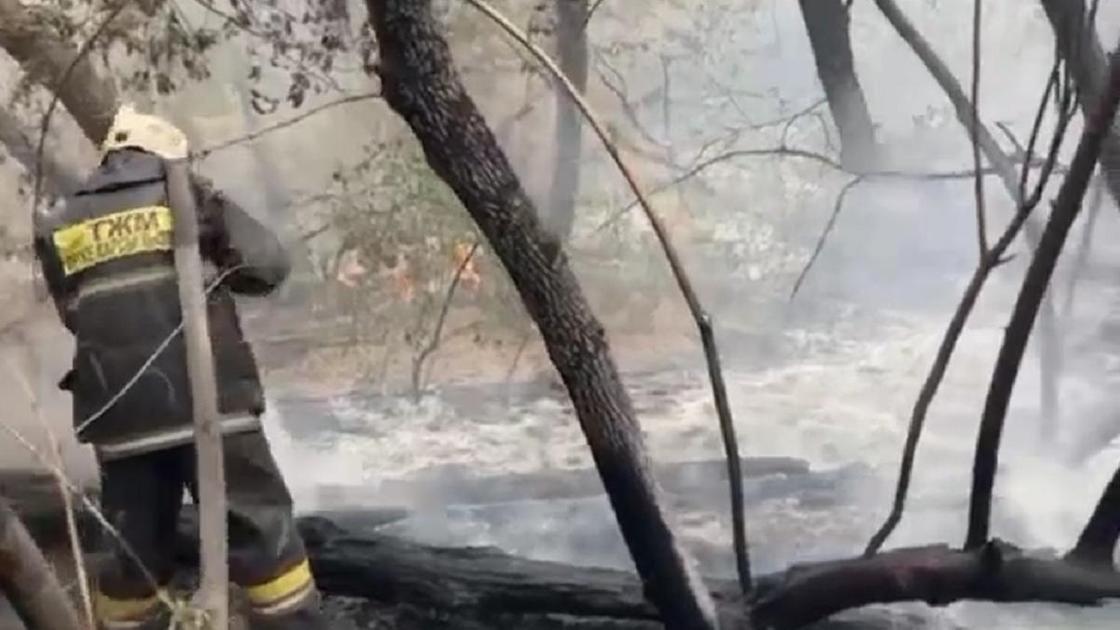 Пожарные тушат деревья в лесу