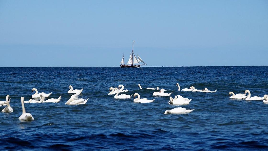 Стая лебедей на воде