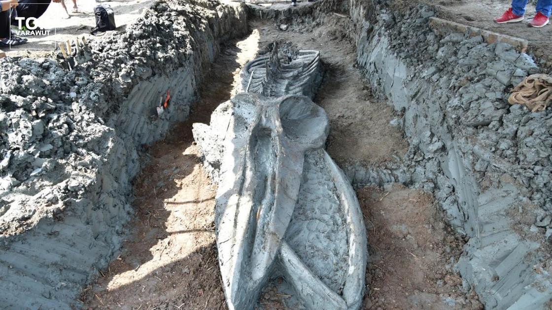 Скелет древнего кита
