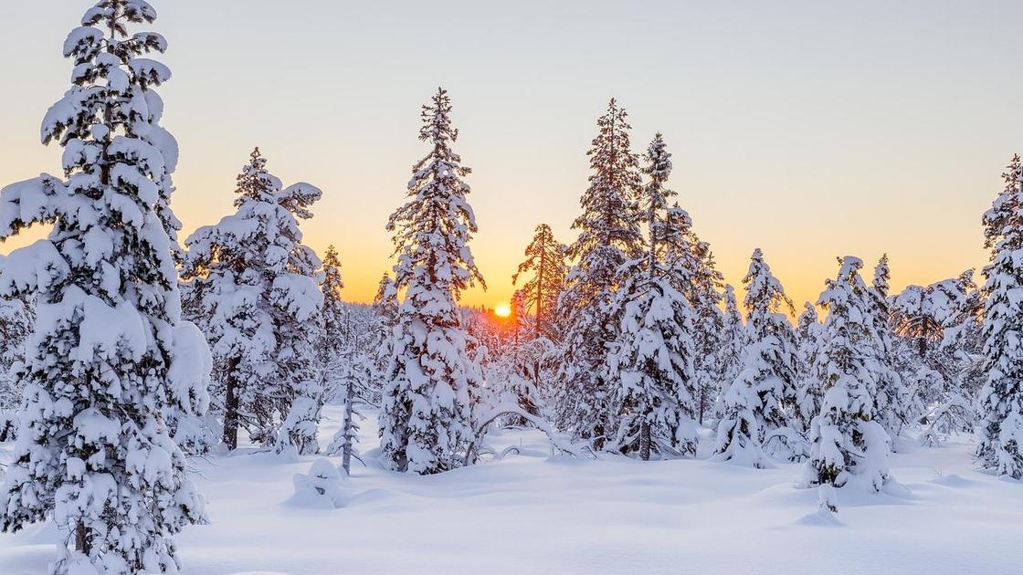 Заснеженные ели на рассвете