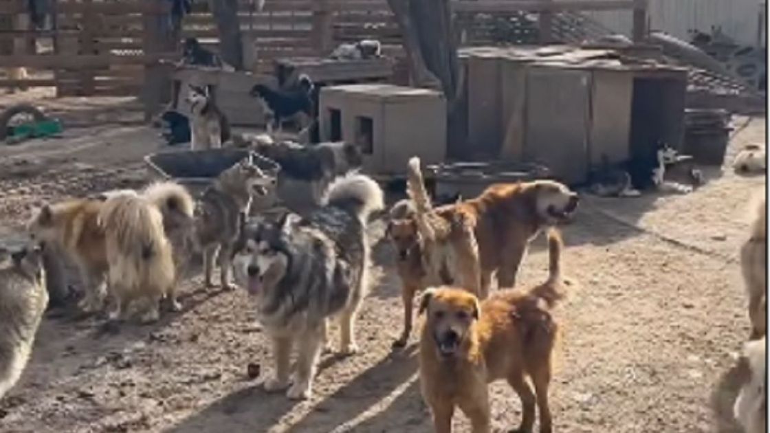 Собаки в приюте Алматинской области