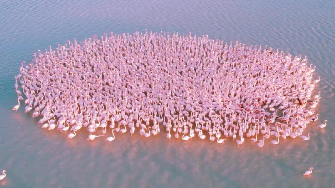 Стая розовых фламинго на озере Караколь