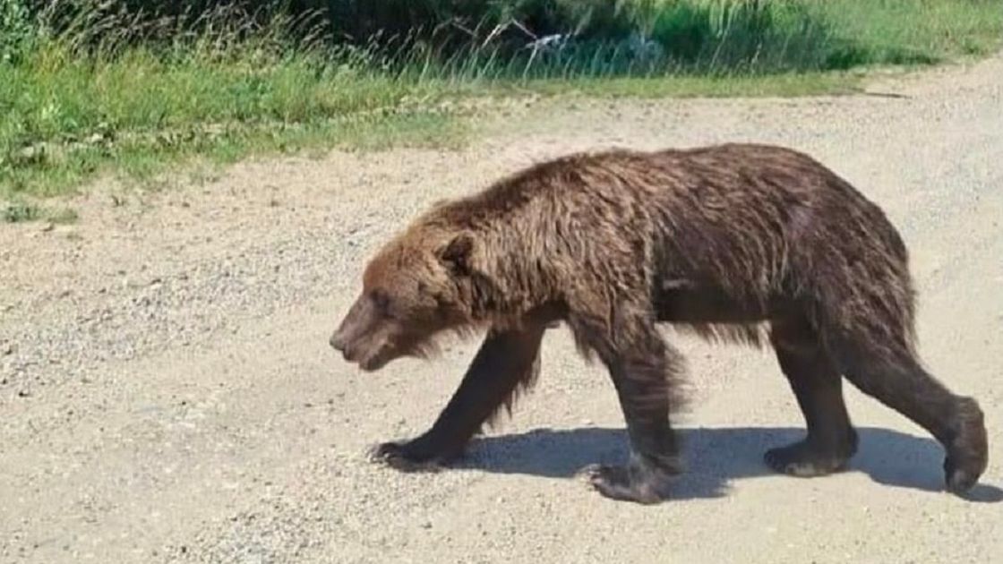 Медведь вышел на дорогу