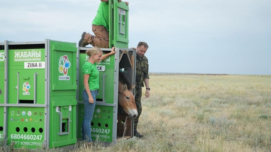 Лошадь Пржевальского доставили в Казахстан