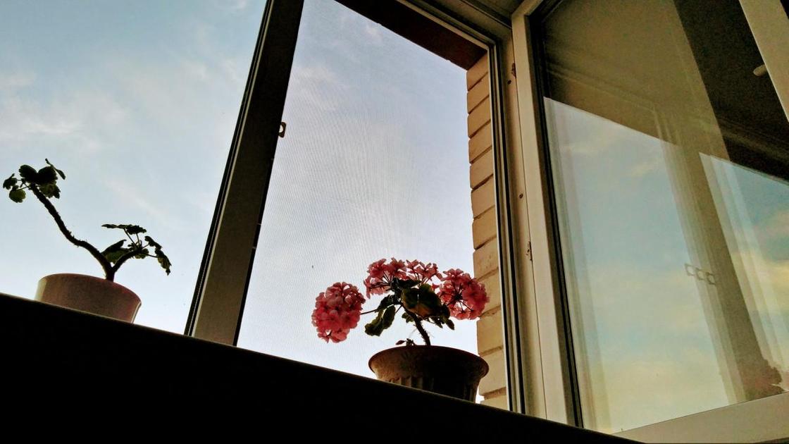 Окно и подоконник с цветами