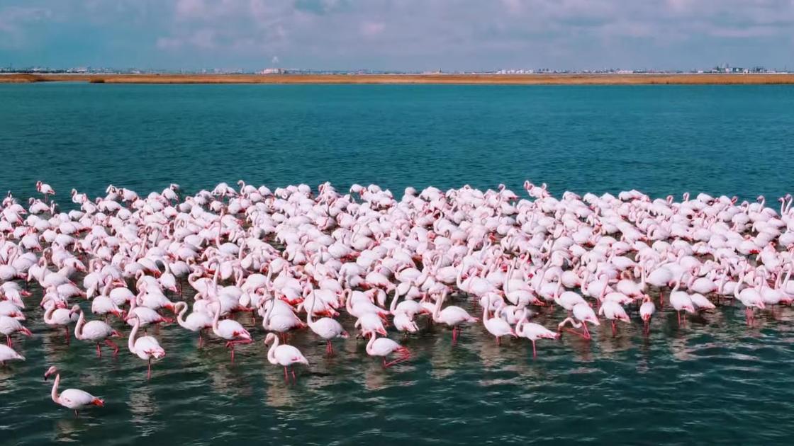 Стая фламинго на озере Караколь