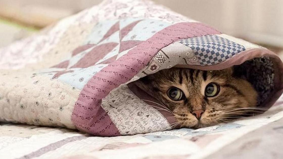 кот под одеялом кот под одеялом