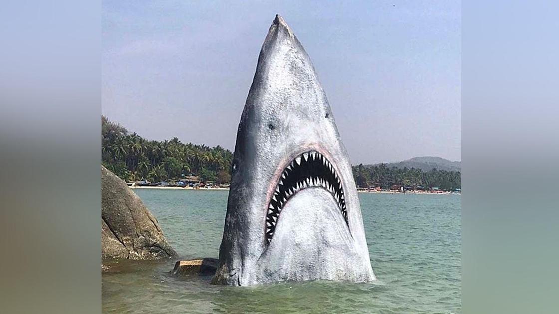 Голова акулы в Гоа