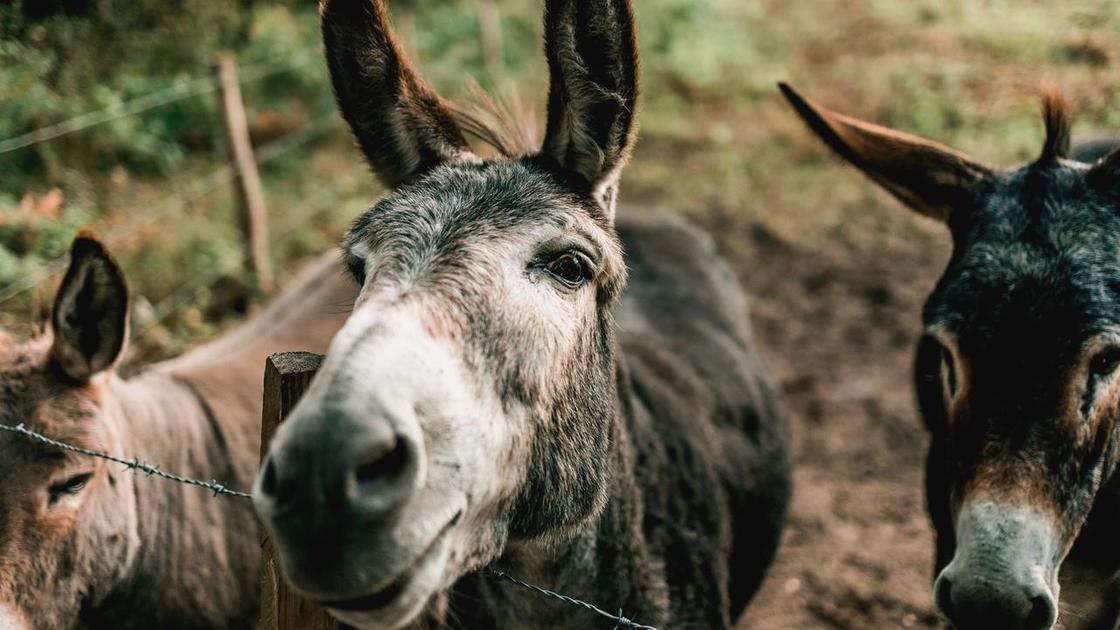 Три осла стоят за изгородью