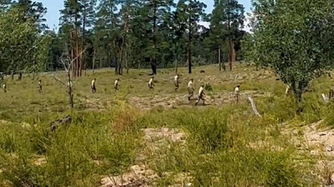 Поиски в лесу